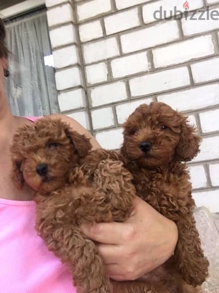 Toy Poodle puppies 1