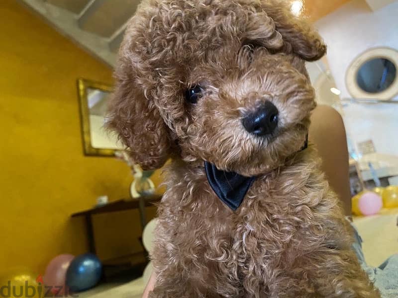 Toy Poodle puppies imported parents 0