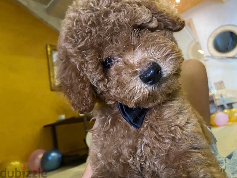 Toy Poodle puppies imported parents 1