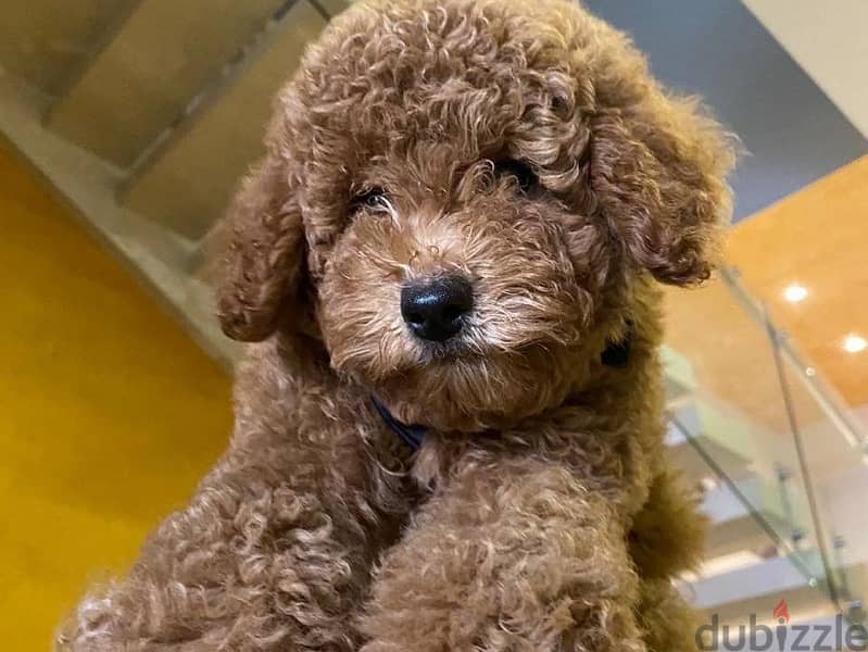 Toy Poodle puppies imported parents 2