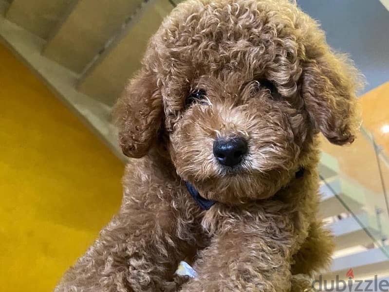 Toy Poodle puppies imported parents 3