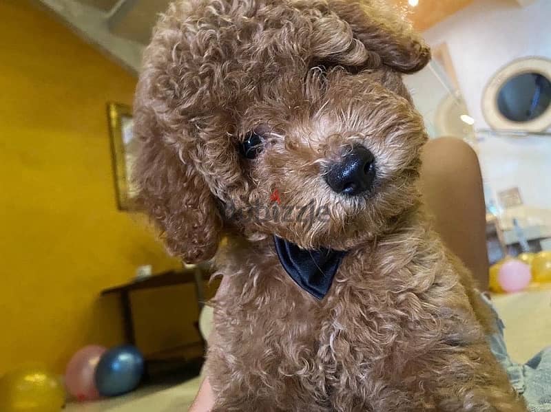 Toy Poodle puppies imported parents 4