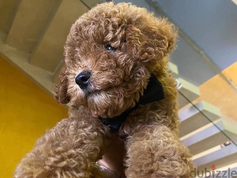 Toy Poodle puppies imported parents 5