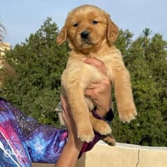 Availabile NOW in EGYPT Top Golden retriever puppies 0