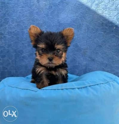 Mini yorkshire puppies, local breed. . Weight 500 grams