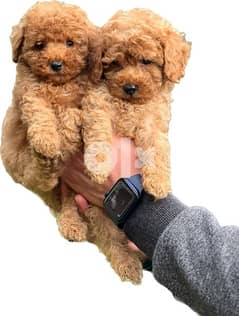 Now In egypt Toy poodle puppies  immediate purchase 0