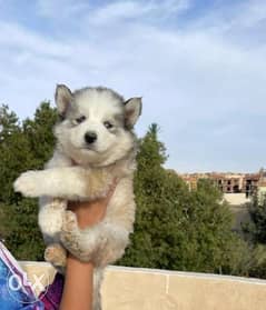 Availabile NOW in Cairo BEST Husky puppies 0