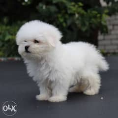Availabile NOW TOP Imported Maltese puppies 0