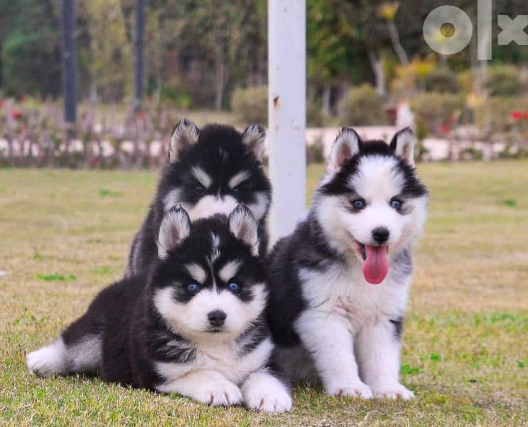 جرواي هاسكي -Husky puppies 0