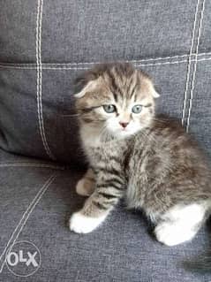 Imported Scottish Fold male 2 months 0
