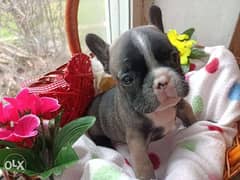 Imported French bulldog males 6 weeks full documents from Ukraine 0