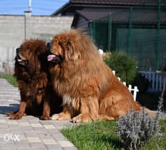 Mastiff sales tibetan olx