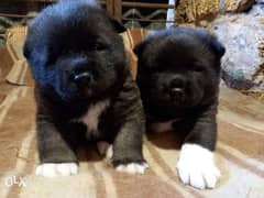 Imported American Akita Males 4 weeks Fci From Ukraine 0