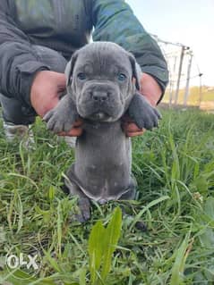 Imported CANE CORSO Male & Female 6 weeks Full documents 0