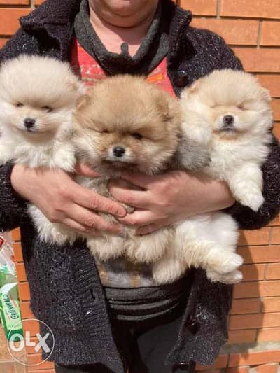 Mini pomeranian puppies , premium quality from imported parents