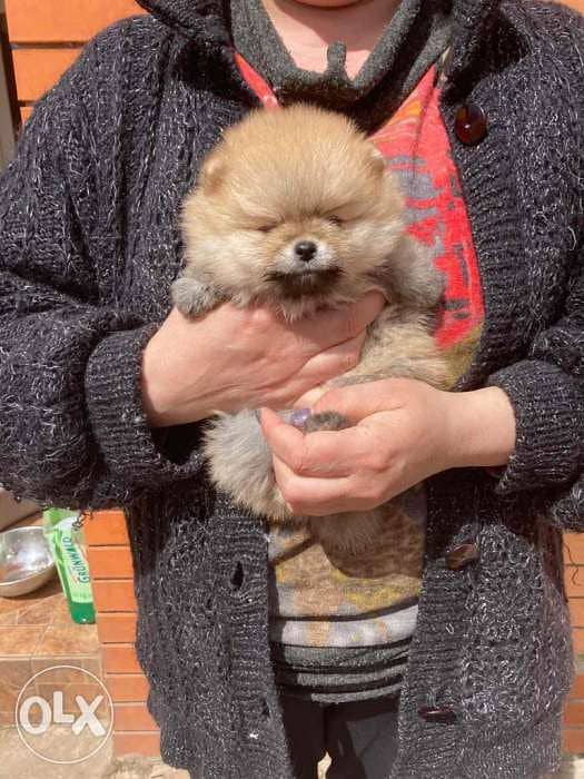 Mini pomeranian puppies , premium quality from imported parents 1