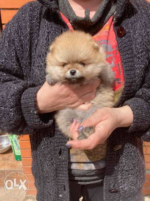 Mini pomeranian puppies , premium quality from imported parents 2