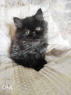 Imported Persian Male 6 weeks full documents from Ukraine 0