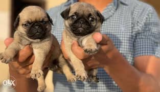 The best Pug puppies male and female imported parents 0