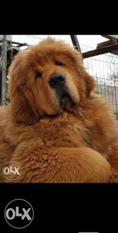 Ukrainian Tibetian Mastiff Male 3,5 Months Full documents 0