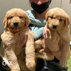 Available now golden retriever puppies in Madinaty