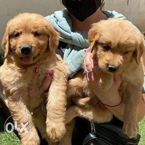 Available now golden retriever puppies in Madinaty 1