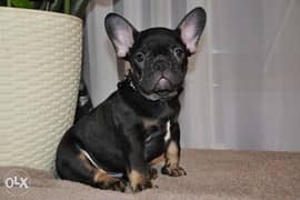Imported French bulldog Male 3 Months full documents 0