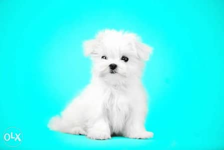 Available imported Maltese teacup puppies