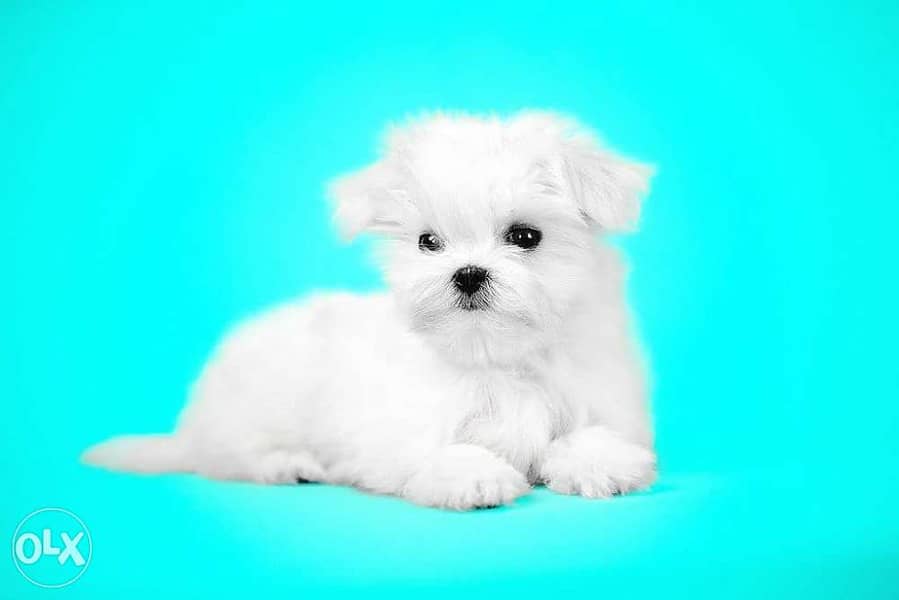 Available imported Maltese teacup puppies 1