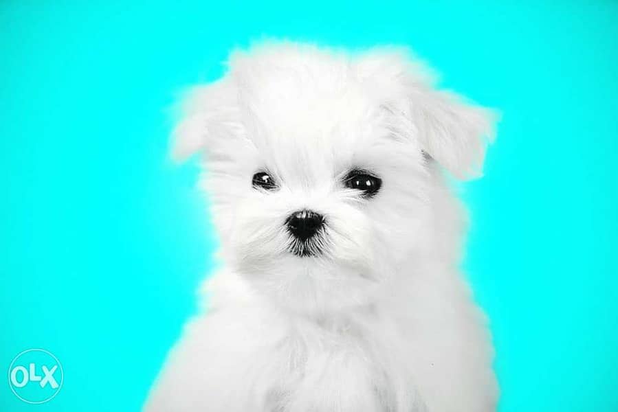 Available imported Maltese teacup puppies 2