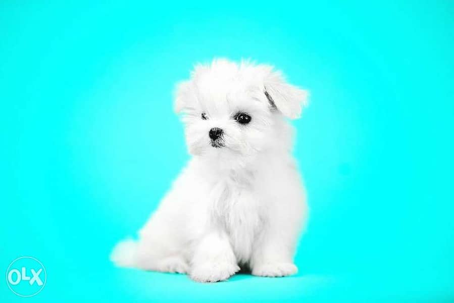 Available imported Maltese teacup puppies 3