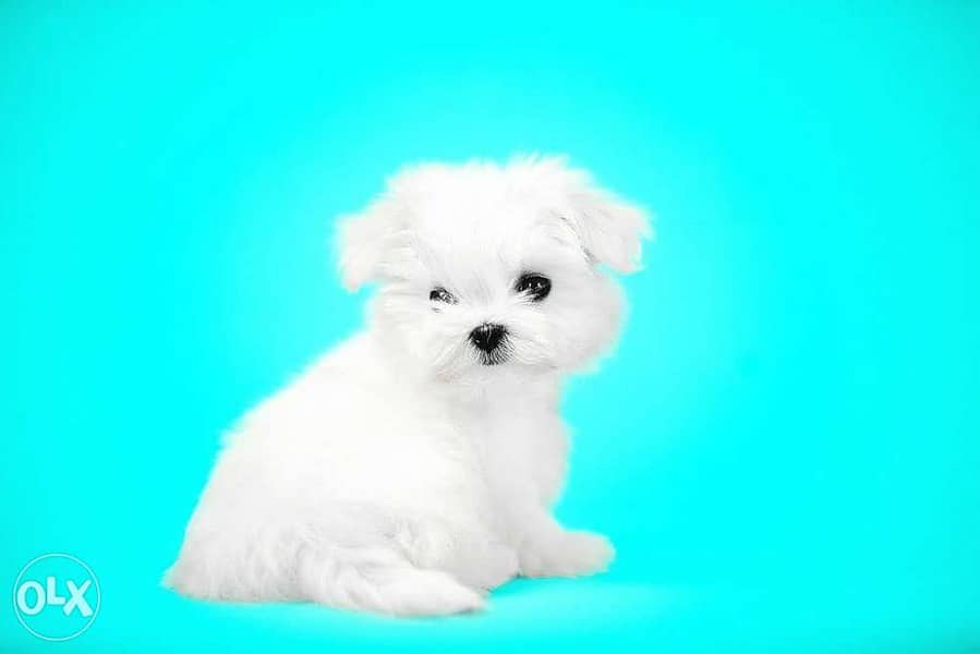 Available imported Maltese teacup puppies 4