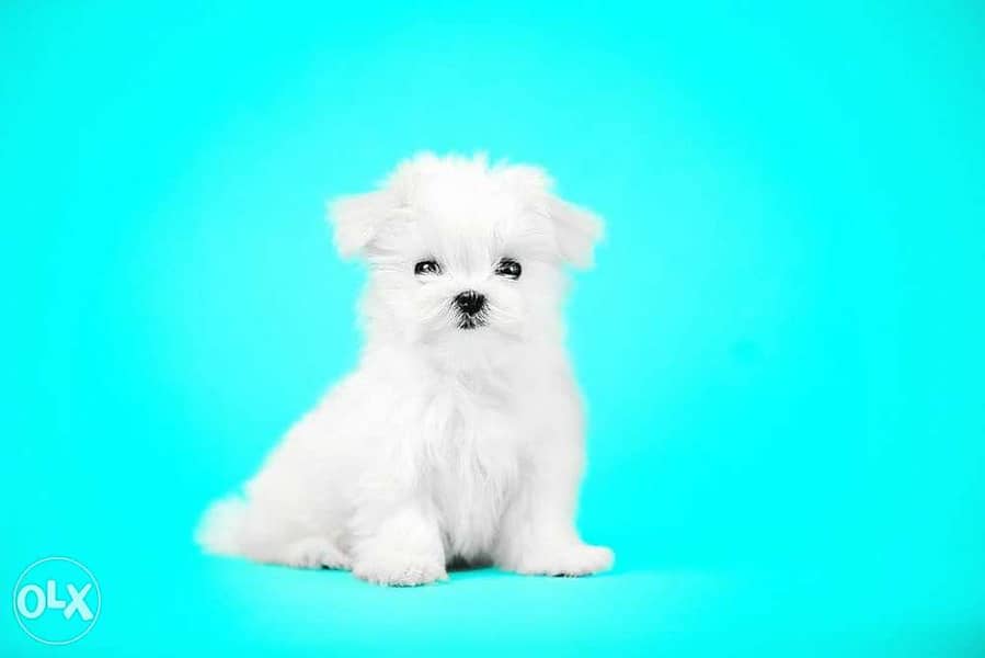 Available imported Maltese teacup puppies 5