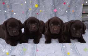 Imported chocolate Labrador puppies, males and females. . High quality 0