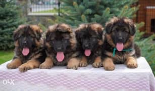 Imported fci Pedigree German shepherd puppies, males and females 0