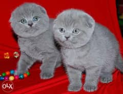 Imported Scottish fold kittens 0