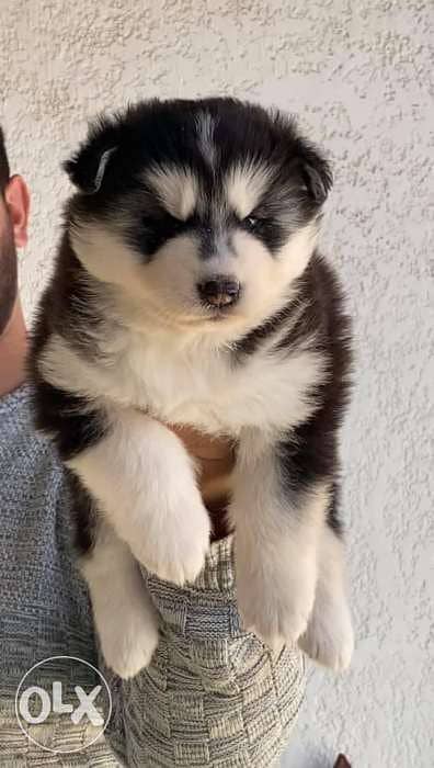 puppy sibrian husky long hair Dogs 177871387