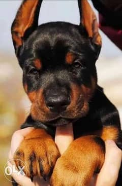 Show Class Doberman From Europe Full Documents 0