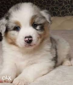 Imported Australian Shephared Puppies From Europe 0