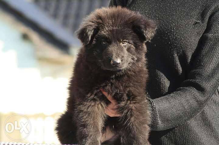 Imported Royal Black puppy from Ukraine 2 months full Documents 0