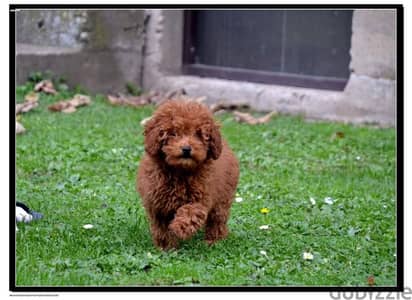 toy poodle