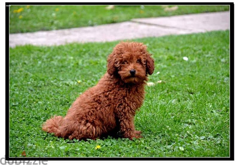 toy poodle puppies 2