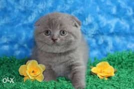Premium quality scottish fold kittens with all documents 0