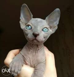 Imported Sphynx kittens from best kennels in Europe 0