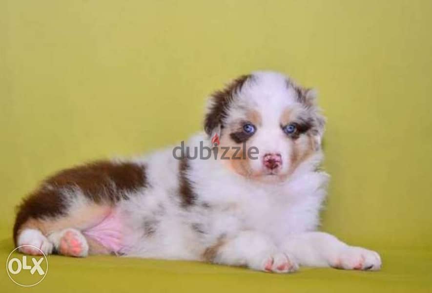Imported Australian shepherd from best kennels in Erp FASTEST DELIVERY 0