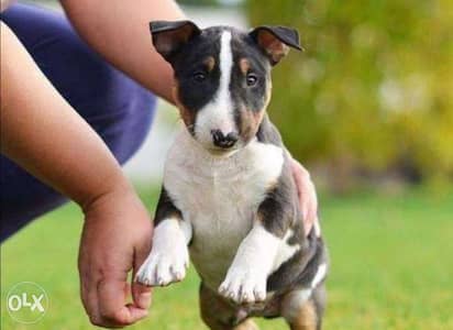 Top Quality bull terrier puppies, imported with Microchip