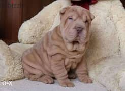 Top Quality sharpei puppies, imported with pedigree