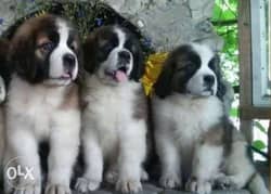 Premium quality saint bernard puppies, imported with pedigree 0