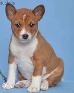 Basenji olx hot sale