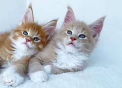 Imported maine coon kittens with all documents 0